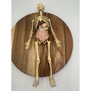 Vintage Human Anatomy Skeleton Model Removable Organs Parts Science Medical Disp